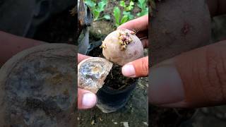 Growing potato in a grow bagshorts youtubeshorts [upl. by Buote]