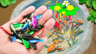 Amazing Catch Nest Aquarium Fish In Tiny Pond Arowana Koi Guppies Pencil Fish  Fishing Video [upl. by Jewelle537]