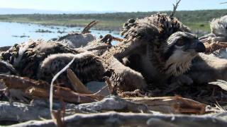 Mono Lake Film  Promo 2 [upl. by Zenitram]