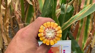 Agronomy Update 91024 Crop moisture and variability [upl. by Iak]