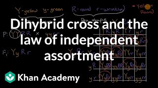 Dihybrid cross and the Law of Independent Assortment  High school biology  Khan Academy [upl. by Nosdrahcir]