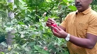 வாட்டர் ஆப்பிள்நீர்க்குமளிSyzygium samarangense Champa fruitJambakka fruitRose waterJava apple [upl. by Eaton842]