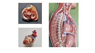 Heart Anatomy 1 Practice ENG [upl. by Kcirdde]