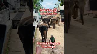 Pinnawala Elephant Orphanage පින්නවල අලි අනාථාගාරtravel srilanka ceylone nature [upl. by Nilram]