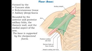 Anatomy of the axillary sheath and its clinical importance [upl. by Tamma]