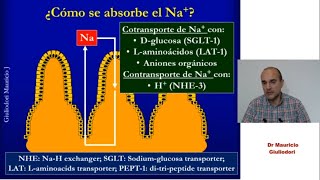 Fisiología digestiva digestión y absorción de proteínas grasas y carbohidratos en 20 minutos [upl. by Lusar923]