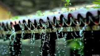 Sound of Raindrops on Rooftop  Thunderstorm Recording wbird chatter in background [upl. by Victoir]