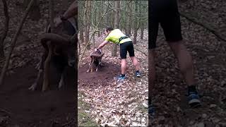 Man rescues this trapped mouflon 😮👏  🎥 Viralhog [upl. by Pincus]