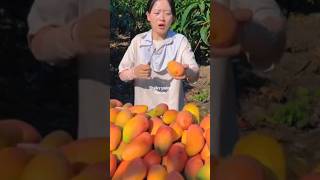 Why Some Mango Trees Are Short 3minuteshorts 3minutesshort mango [upl. by Tarsuss]