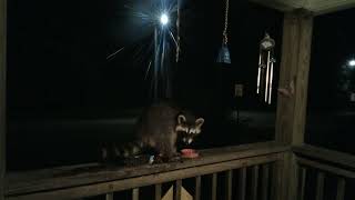 All Along the Watchtowerraccoondynasty LiveCrittercam [upl. by Crowns]