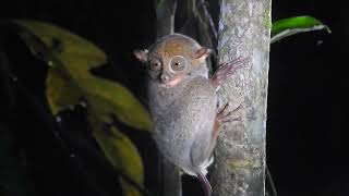 Western Tarsier in Sarawak Malaysia [upl. by Heise]