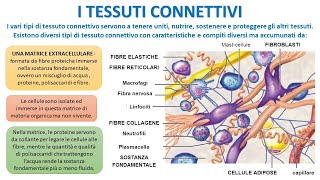 I TESSUTI CONNETTIVI [upl. by Lihp]