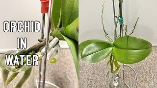 How to Grow Orchids in Water [upl. by Ynaitirb]