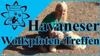 Havaneser Wolfspfoten Hunde Treffen 29092018 Havaneser von den Wolfspfoten [upl. by Sara-Ann]