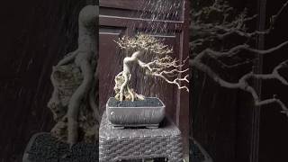 How to Repotting Bonsai  Bonsai by jaberbonsai bonsai shorts wrightiareligiosa [upl. by Suciram]