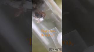 Lasius Flavus Queens New Workers Colony Start antkeeping [upl. by Ahsatniuq]