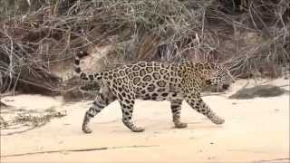 Jaguars of the Pantanal 2014 by Andrew Whittaker [upl. by Yaj102]