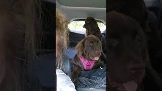 Newfoundland dogs off to get paw pads trimmed [upl. by Naerad16]