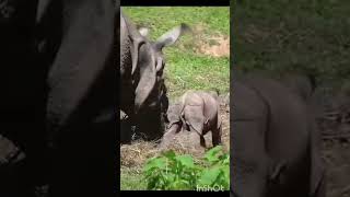 Little Rhino with her mother ❤️ 😍 💖 ❣️ rhino football zoo likeforlikes motherlove [upl. by Roseanne]