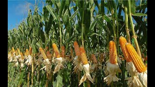 The Life Cycle of Corn  Modern Agriculture Planting Harvest of Corn Cobs  Largest Grain Crop [upl. by Levey]