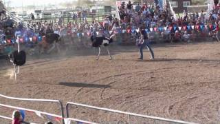 Ostrich Racing Emu Chasing  Ostrich Festival [upl. by Hachmin]