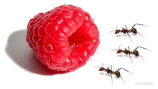 Ants vs Raspberry Timelapse [upl. by Dupaix]