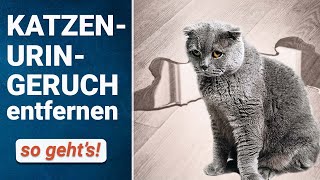 Katzenurin Geruch entfernen 🐈  Hausmittel amp Geruchsentferner [upl. by Keith]