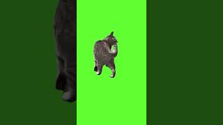 Absolute cat green screen [upl. by Cooperman]