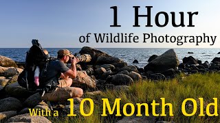 What can I Photograph in 1 Hour with my 10 Month Old  Nikon Z9 Wildlife Photography [upl. by Eniagrom]