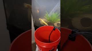 36 Gallon Bow Front Aquarium Update Water Changes 💧 [upl. by Akehsal]