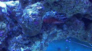 Wrasse Community Mixed Reef  updated [upl. by Adnik816]