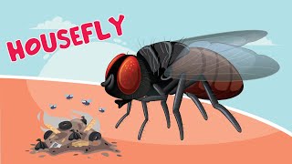 Housefly  Fly Video [upl. by Neall]