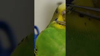 short Athena asmr parrot pinfeathers satisfying animal budgie cute bird [upl. by Ellenaej113]