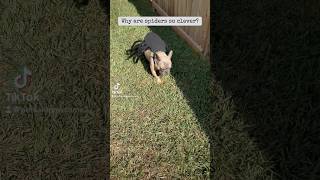 Outside spinning my webs dogsofyoutubeshorts petcostumes spider halloweenpets frenchies dogs [upl. by Enautna]