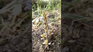 Orobanche Ramosa [upl. by Eniretak]