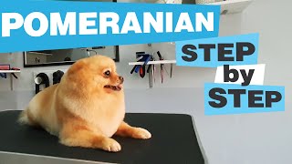 Sweet little POMERANIAN GROOMING CC  Haircut  Bathing  Undercoat removing  How to  Dog salon [upl. by Ribak]