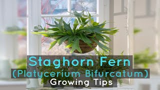 Staghorn Fern Platycerium Bifurcatum Growing Tips [upl. by Athelstan605]