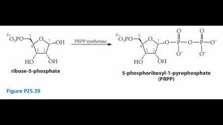 Synthesis of Phosphoribosyl Pyrophosphate PRPP Explanation [upl. by Bille]