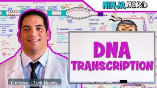 Cell Biology  DNA Transcription 🧬 [upl. by Emmalyn]