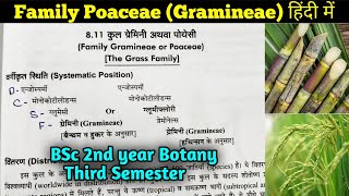 Family Poaceae in hindi  BSc 2nd year Botany third Semester [upl. by Areemas]