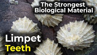 Limpet teeth  The strongest biological material [upl. by Morty]