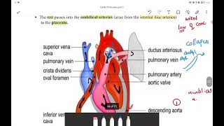 fetal blood circulation [upl. by Oswin]