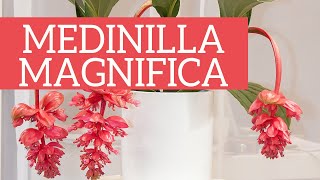 Medinilla magnifica lorchidea delle Filippine [upl. by Upali]