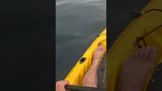 The Pacific Sunfish makes an appearance in our local SoCal waters sunfish molamola fishing fish [upl. by Jay]