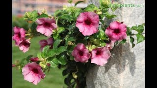 How to grow and care Allamanda [upl. by Rheta126]