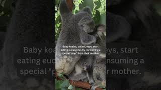 CUTENESS OVERLOAD Discover the SECRET Lives of Baby Animals [upl. by Loram]