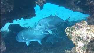 Spearfishing 100 lb Giant trevally JACKPOT  Big Fish everywhere [upl. by Hanley308]