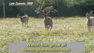 World Record Buck Largest Whitetail EVER [upl. by Aseena]