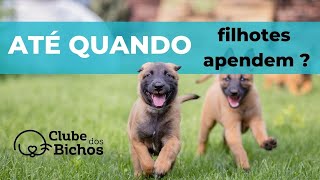 Como Socializar Cães Filhotes  JANELA DE SOCIALIZAÇÃO ✅ [upl. by Spratt]