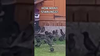 HOW MANY STARLINGS CAN YOU SEE 🤔😂😂 ABAdventuresYT [upl. by Nyladnek97]